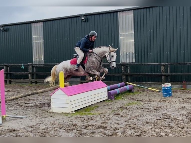 caballo de tiro Yegua 4 años 160 cm Tordo rodado in Sligo