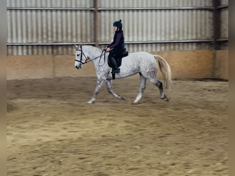 caballo de tiro Yegua 4 años 160 cm Tordo rodado in Sligo