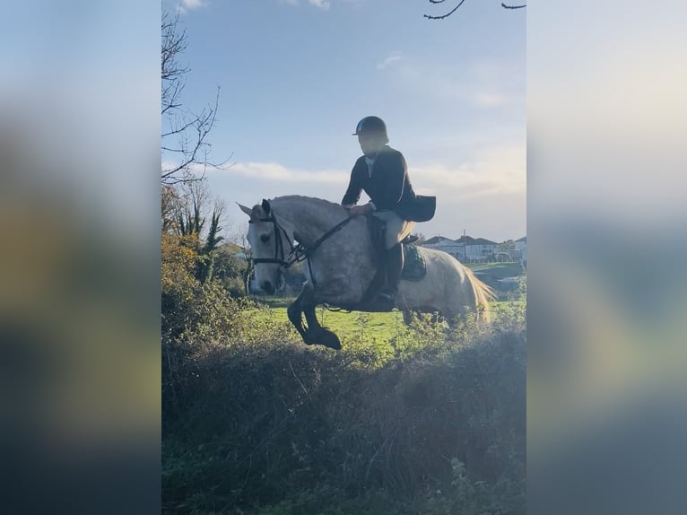 caballo de tiro Yegua 4 años 160 cm Tordo rodado in Sligo