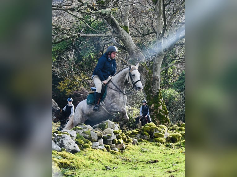 caballo de tiro Yegua 4 años 160 cm Tordo rodado in Sligo