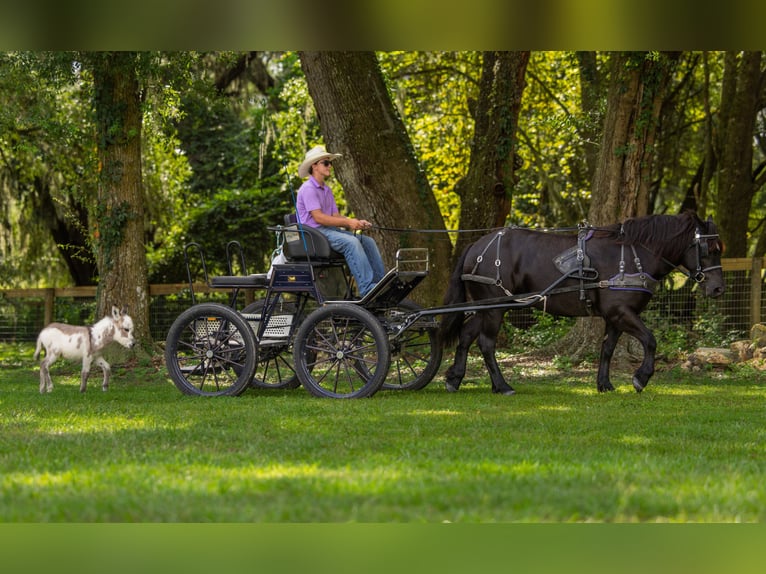 caballo de tiro Mestizo Yegua 4 años Negro in Ocala