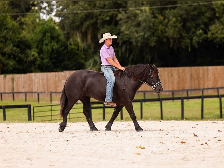 caballo de tiro Mestizo Yegua 4 años Negro in Ocala