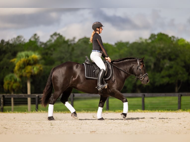 caballo de tiro Mestizo Yegua 4 años Negro in Ocala