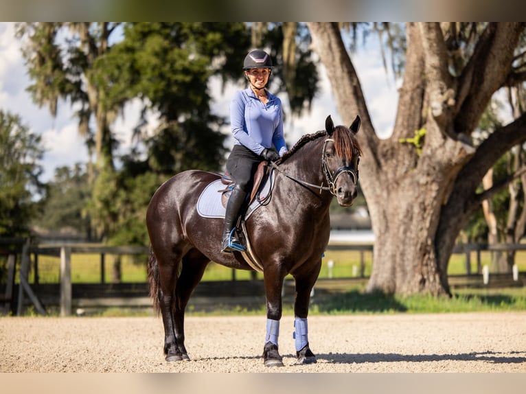 caballo de tiro Mestizo Yegua 4 años Negro in Ocala