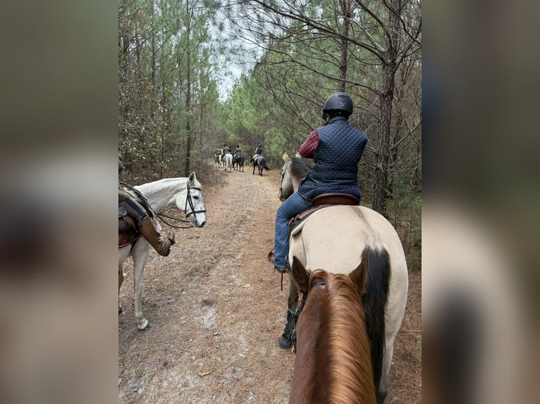 caballo de tiro Mestizo Yegua 4 años Ruano azulado in Adrian