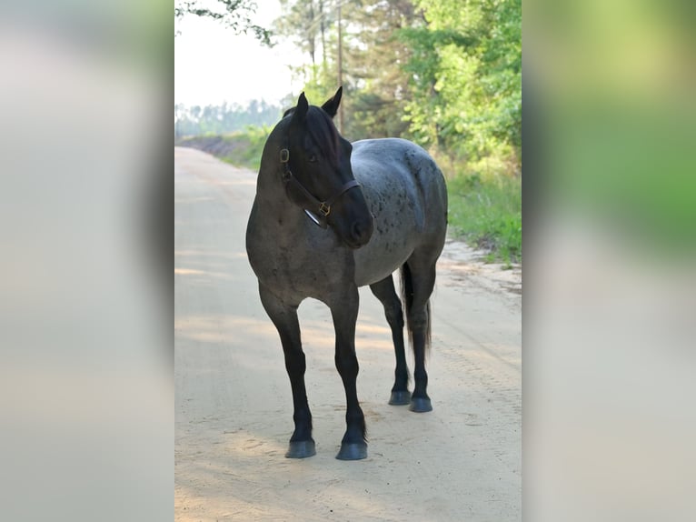 caballo de tiro Mestizo Yegua 4 años Ruano azulado in Adrian