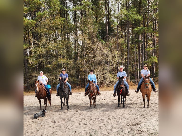 caballo de tiro Mestizo Yegua 4 años Ruano azulado in Adrian