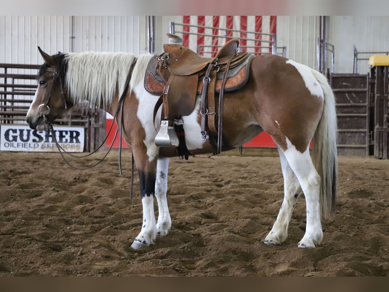 caballo de tiro Mestizo Yegua 5 años 145 cm Pío in Nunn