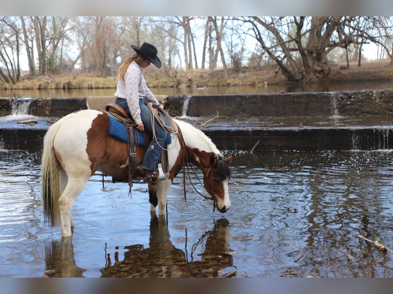 caballo de tiro Mestizo Yegua 5 años 145 cm Pío in Nunn