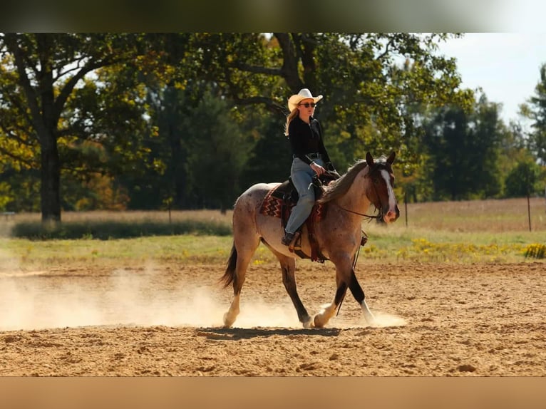 caballo de tiro Mestizo Yegua 5 años 152 cm Castaño-ruano in Quitman