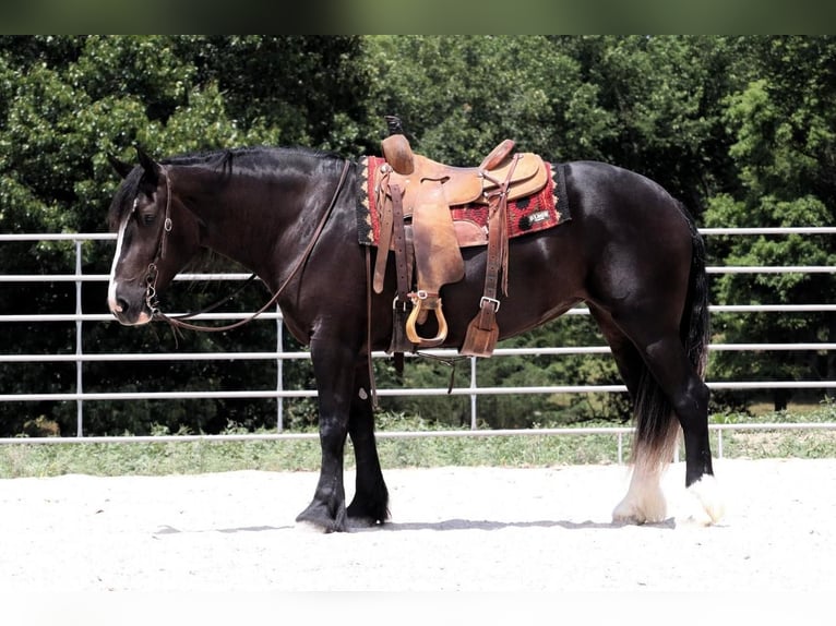 caballo de tiro Yegua 5 años 152 cm Negro in Vernon, MO