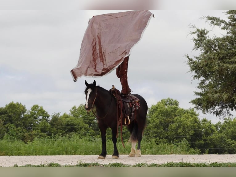caballo de tiro Yegua 5 años 152 cm Negro in Vernon, MO