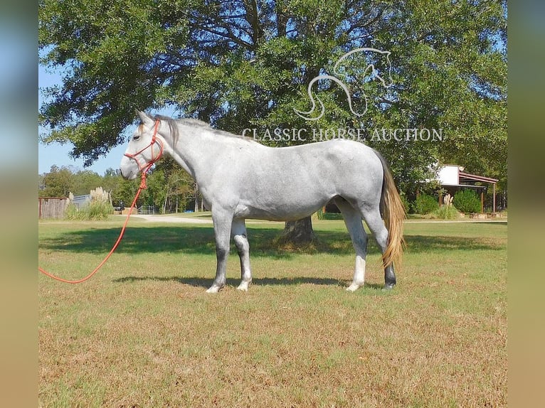 caballo de tiro Yegua 5 años 152 cm Tordo in New Summerfield, TX