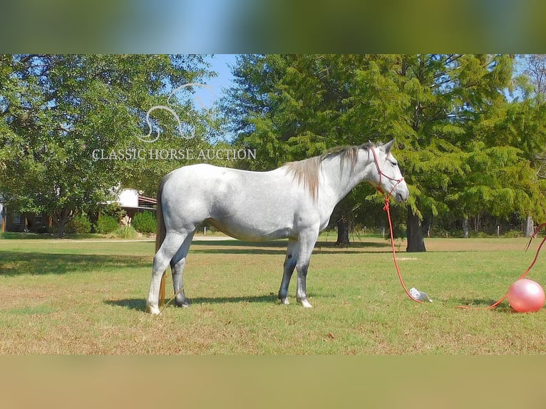 caballo de tiro Yegua 5 años 152 cm Tordo in New Summerfield, TX