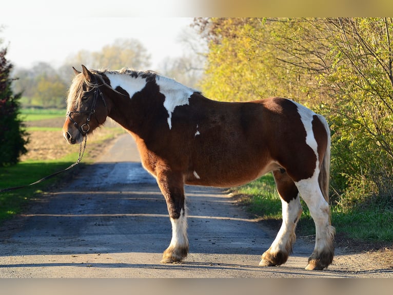 caballo de tiro Yegua 5 años 162 cm Pío in radziej&#xF3;w