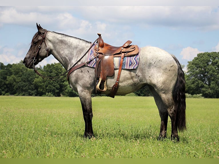caballo de tiro Yegua 5 años 168 cm Ruano azulado in Highland MI
