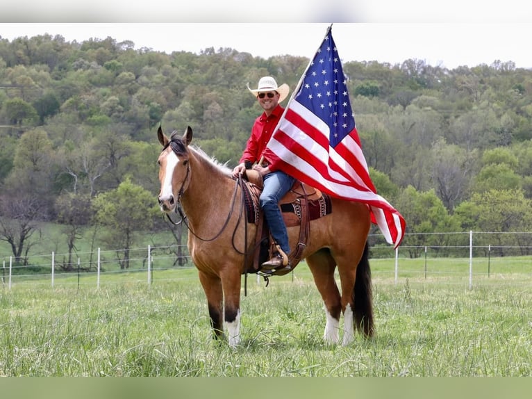 caballo de tiro Mestizo Yegua 5 años Buckskin/Bayo in Purdy, MO