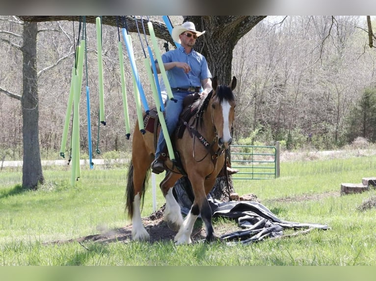 caballo de tiro Mestizo Yegua 5 años Buckskin/Bayo in Purdy, MO