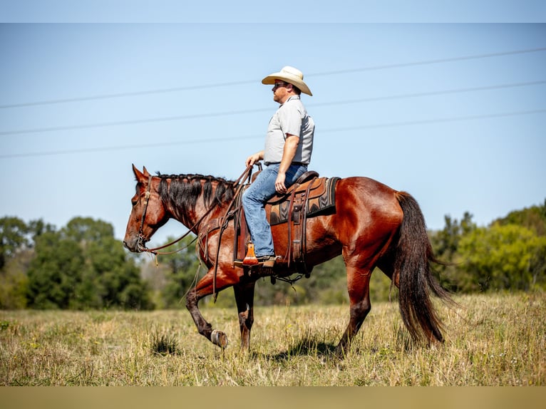 caballo de tiro Mestizo Yegua 5 años Castaño rojizo in Santa Fe