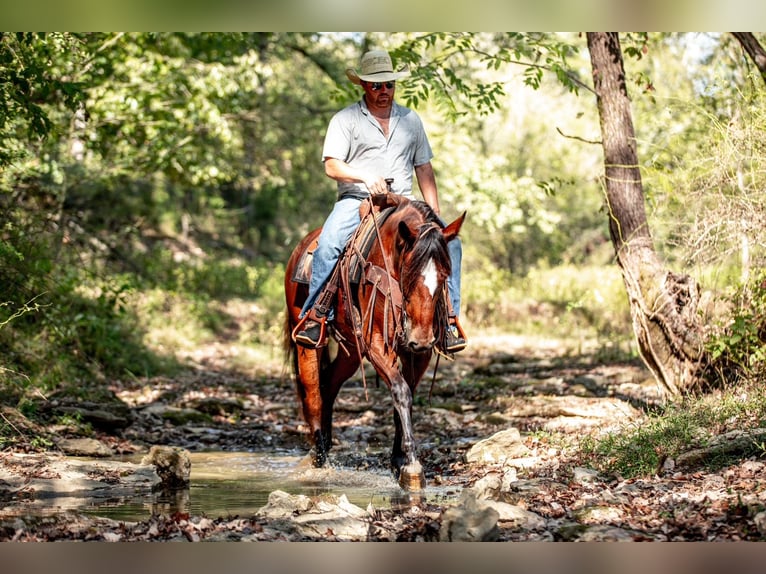 caballo de tiro Mestizo Yegua 5 años Castaño rojizo in Santa Fe