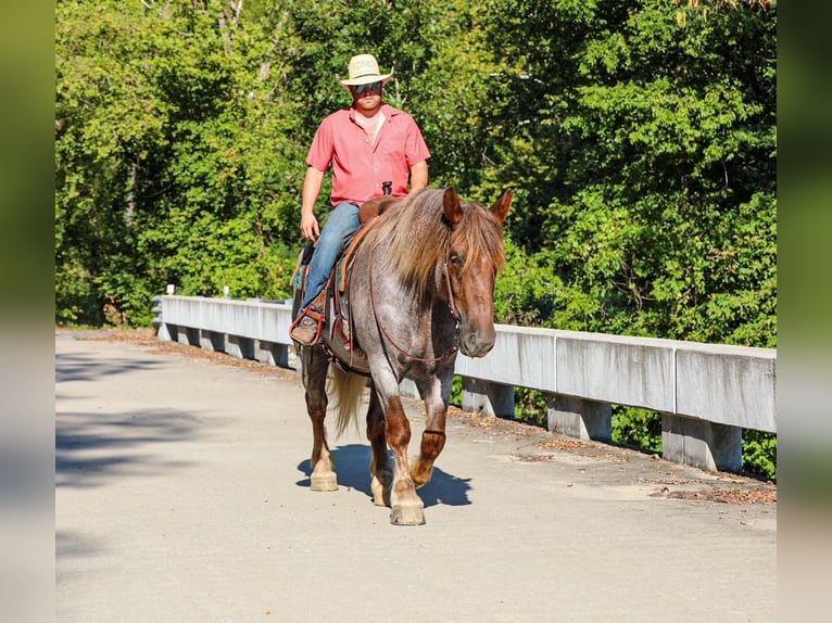 caballo de tiro Mestizo Yegua 5 años Ruano alazán in Santa Fe