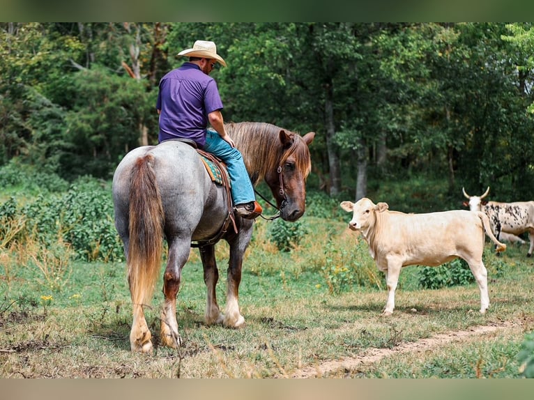 caballo de tiro Mestizo Yegua 5 años Ruano alazán in Santa Fe