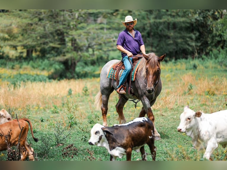 caballo de tiro Mestizo Yegua 5 años Ruano alazán in Santa Fe