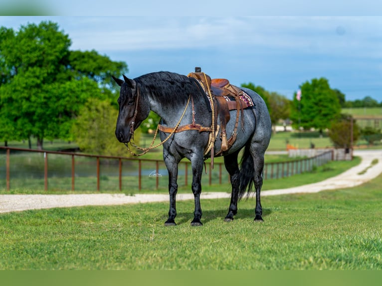 caballo de tiro Mestizo Yegua 5 años Ruano azulado in Fort Worth