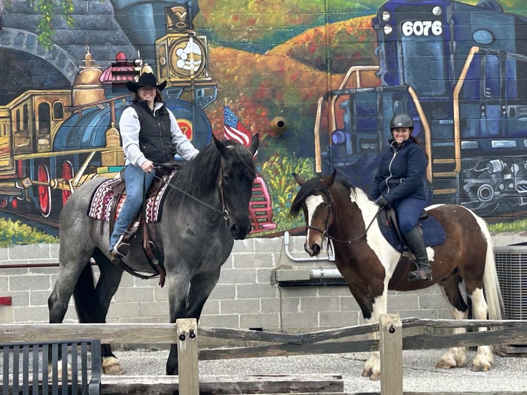 caballo de tiro Mestizo Yegua 5 años Ruano azulado in Street