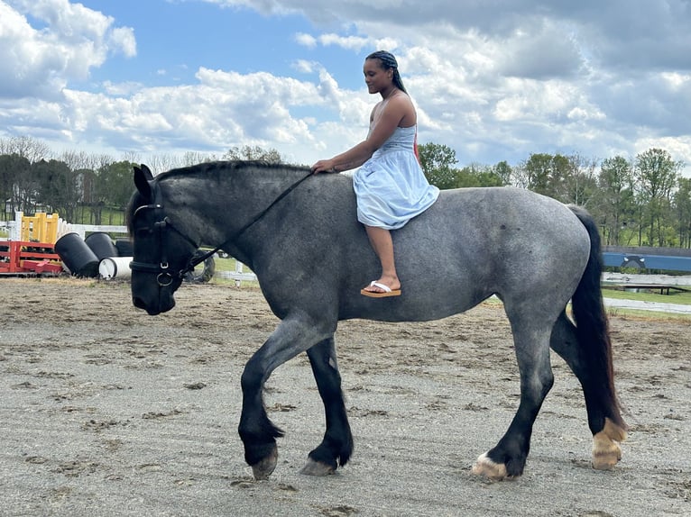 caballo de tiro Mestizo Yegua 5 años Ruano azulado in Street