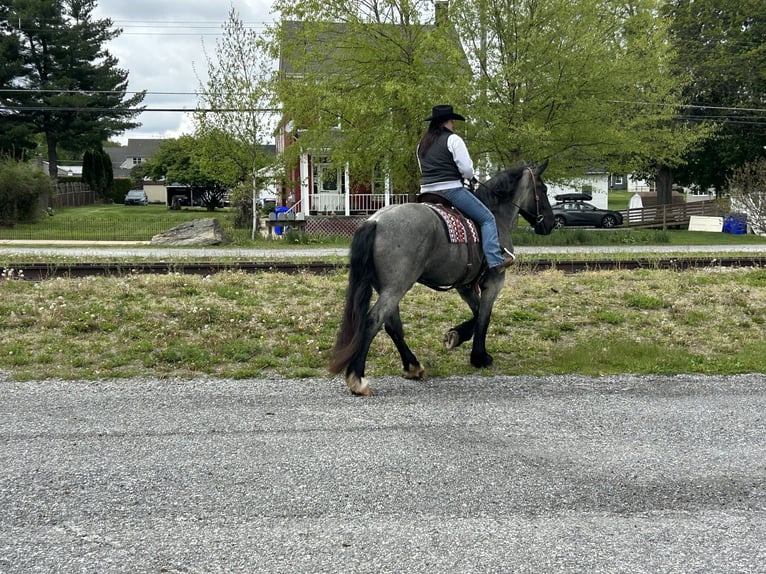 caballo de tiro Mestizo Yegua 5 años Ruano azulado in Street