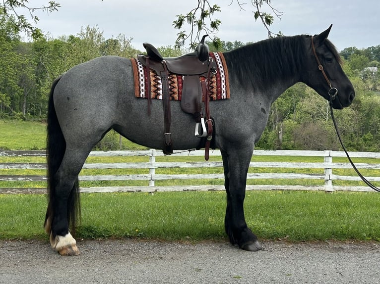 caballo de tiro Mestizo Yegua 5 años Ruano azulado in Street