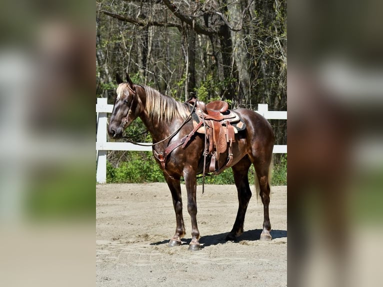caballo de tiro Mestizo Yegua 5 años in Middleboro, MA