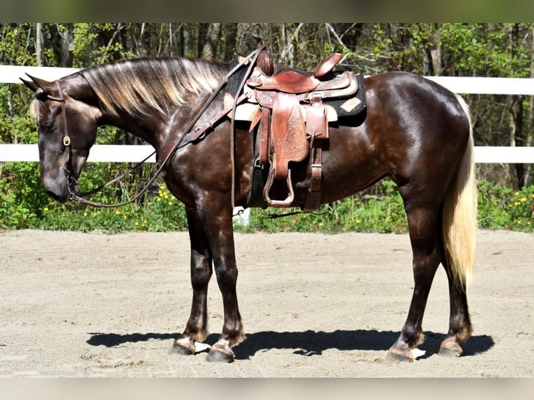 caballo de tiro Mestizo Yegua 5 años in Middleboro, MA