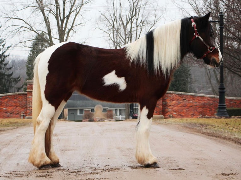 caballo de tiro Yegua 6 años 142 cm Tobiano-todas las-capas in Highland MI