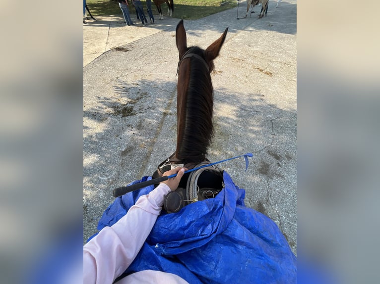 caballo de tiro Yegua 6 años 150 cm Castaño rojizo in PERRY, OK