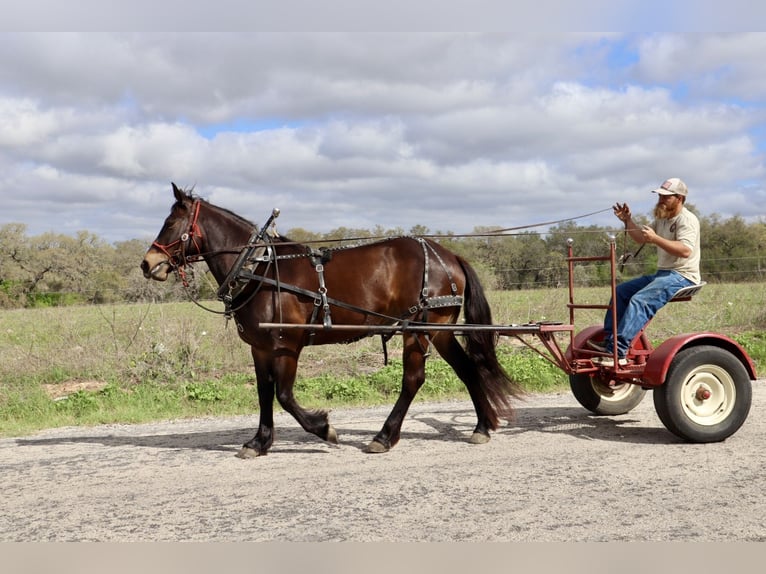 caballo de tiro Yegua 6 años 152 cm Castaño rojizo in Victoria
