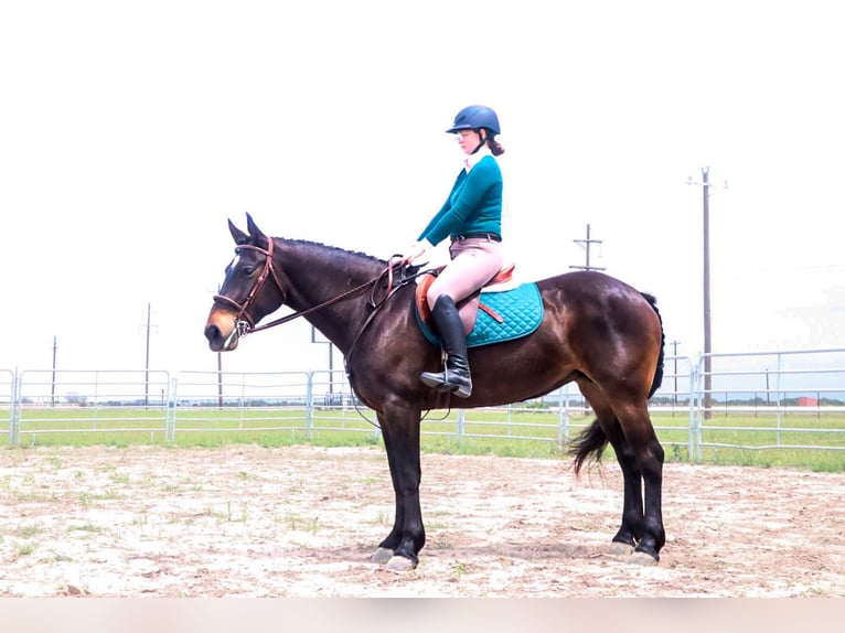 caballo de tiro Yegua 6 años 152 cm Castaño rojizo in Victoria