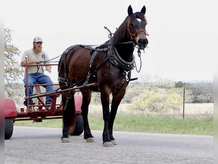 caballo de tiro Yegua 6 años 152 cm Castaño rojizo in Watsonville