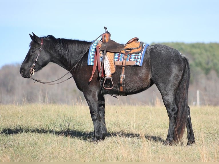 caballo de tiro Yegua 6 años 155 cm Ruano azulado in Brodhead KY