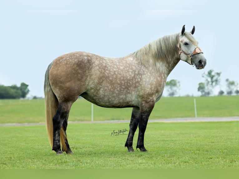 caballo de tiro Mestizo Yegua 6 años 160 cm Tordo in Vinita