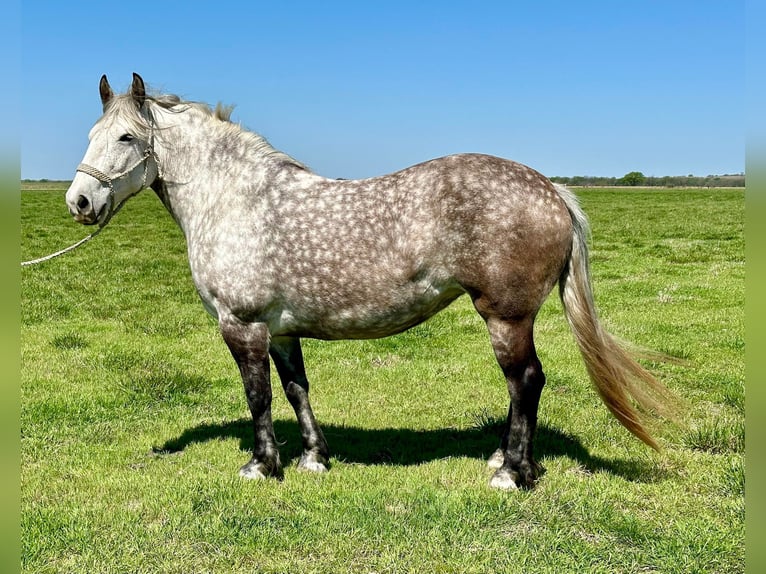 caballo de tiro Mestizo Yegua 6 años 160 cm Tordo in Vinita