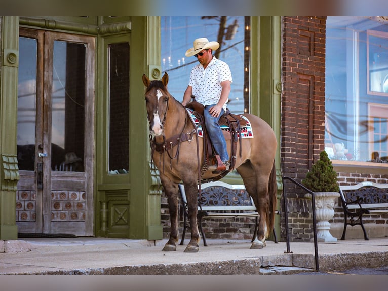 caballo de tiro Mestizo Yegua 6 años 163 cm Bayo in Santa Fe