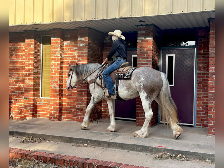caballo de tiro Yegua 6 años 163 cm Ruano azulado in Byers, TX