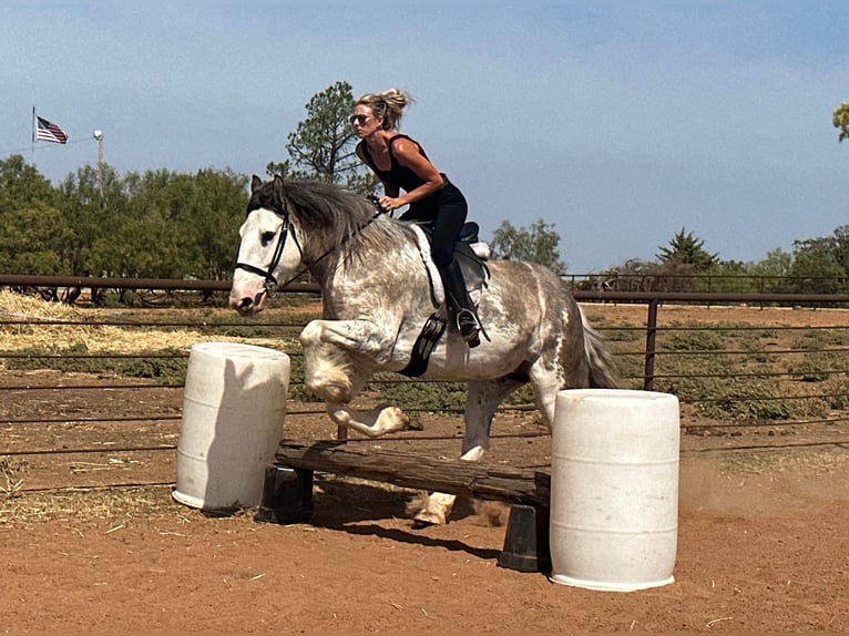 caballo de tiro Yegua 6 años 163 cm Ruano azulado in Byers, TX
