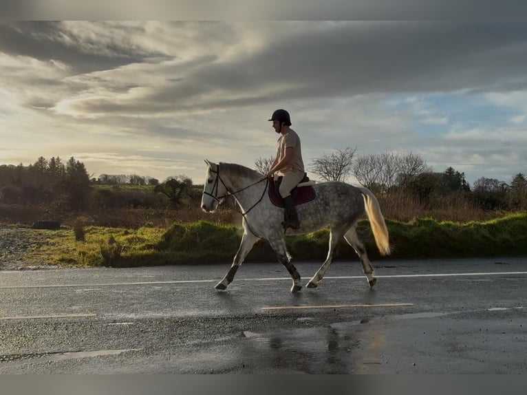 caballo de tiro Yegua 6 años 165 cm Tordo rodado in Sligo