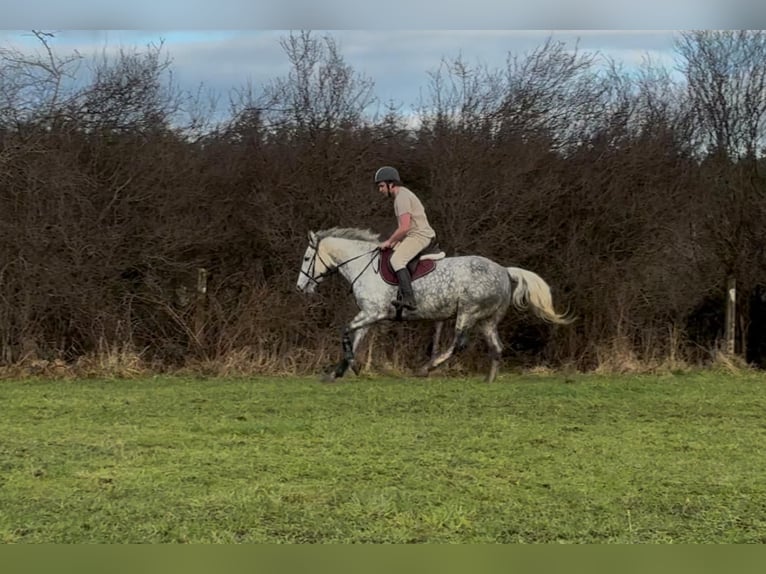 caballo de tiro Yegua 6 años 165 cm Tordo rodado in Sligo