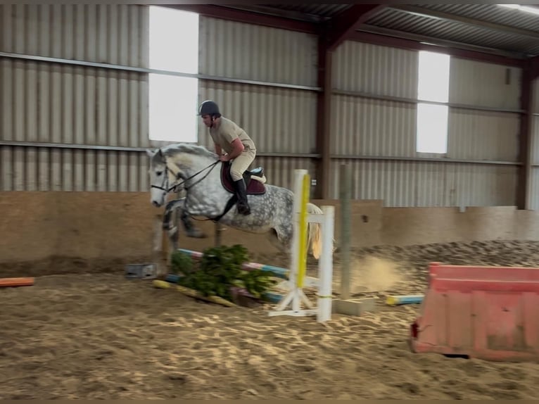 caballo de tiro Yegua 6 años 165 cm Tordo rodado in Sligo