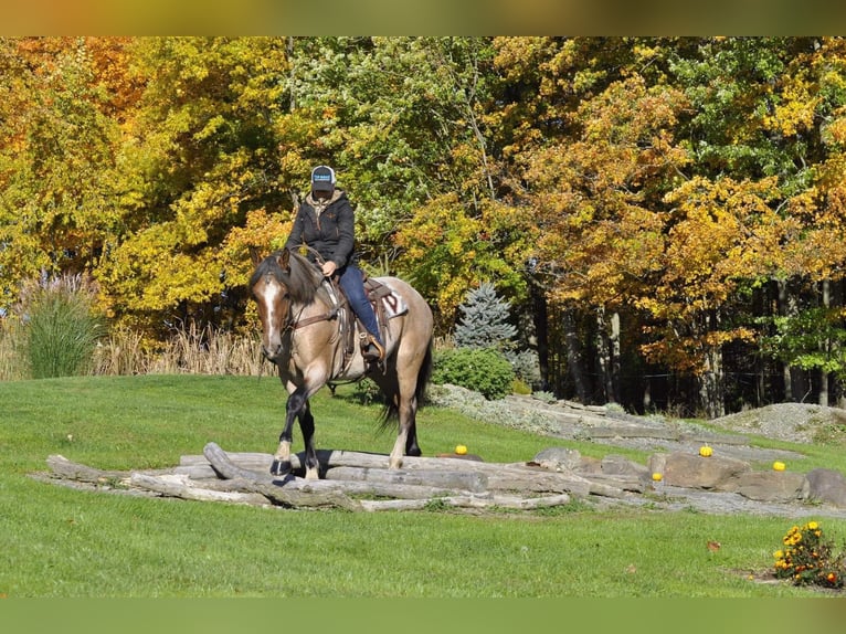 caballo de tiro Yegua 6 años Castaño-ruano in Everett PA