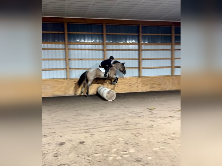 caballo de tiro Yegua 6 años Castaño-ruano in Everett PA
